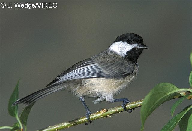 Carolina Chickadee